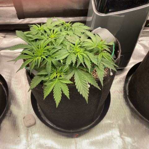 Purple Punch growlog timeline photo