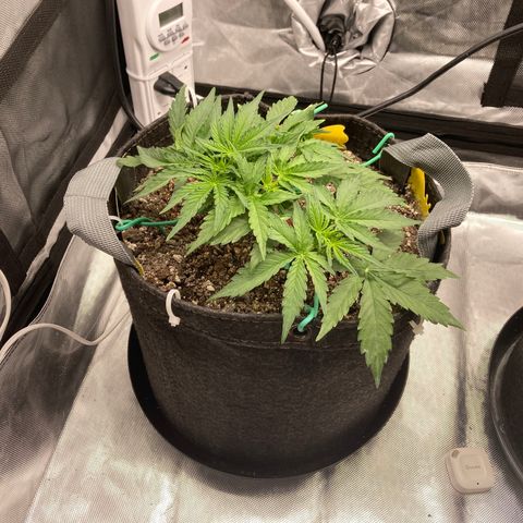 Purple Haze growlog timeline photo