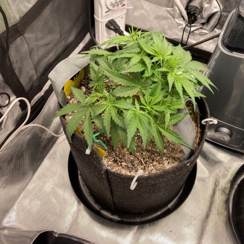 Purple Haze growlog timeline photo