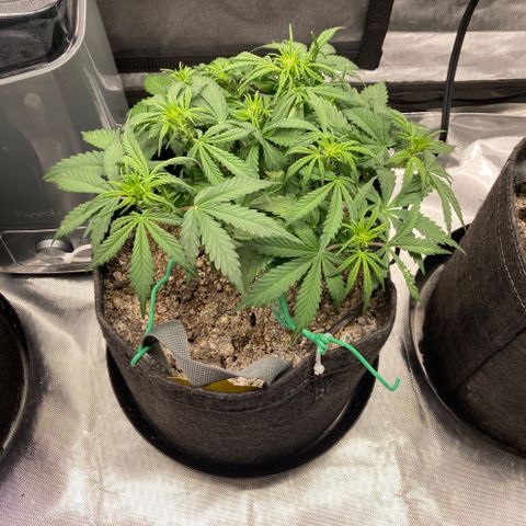 Purple Punch growlog timeline photo