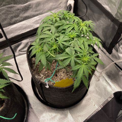 White Widow growlog timeline photo