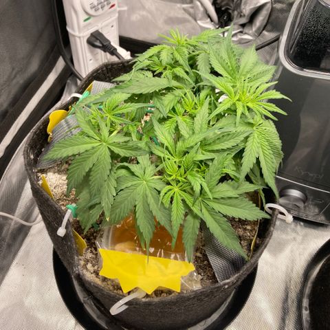 Purple Haze growlog timeline photo