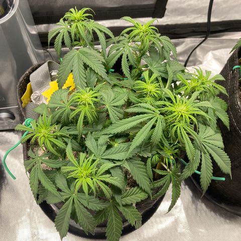 Purple Punch growlog timeline photo