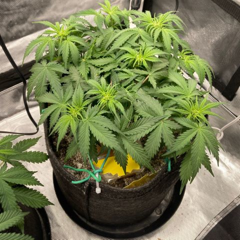 White Widow growlog timeline photo
