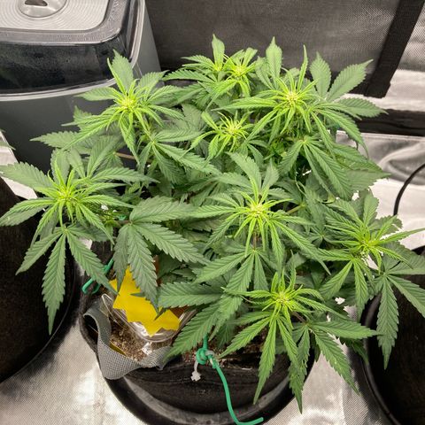 Purple Punch growlog timeline photo