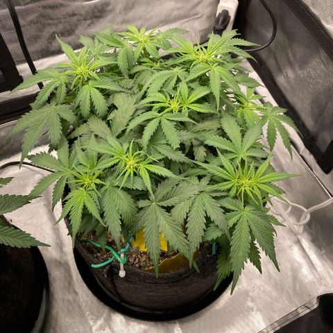 White Widow growlog timeline photo