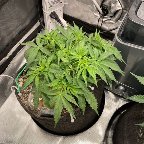 Purple Haze growlog timeline photo