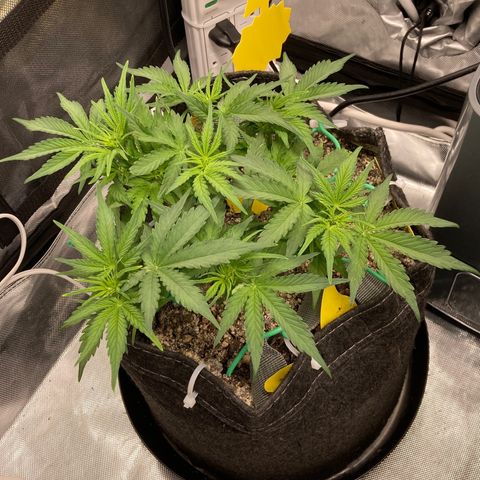 Purple Haze growlog timeline photo
