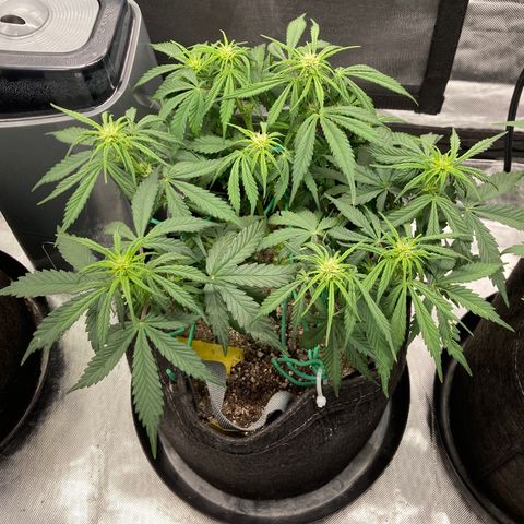 Purple Punch growlog timeline photo