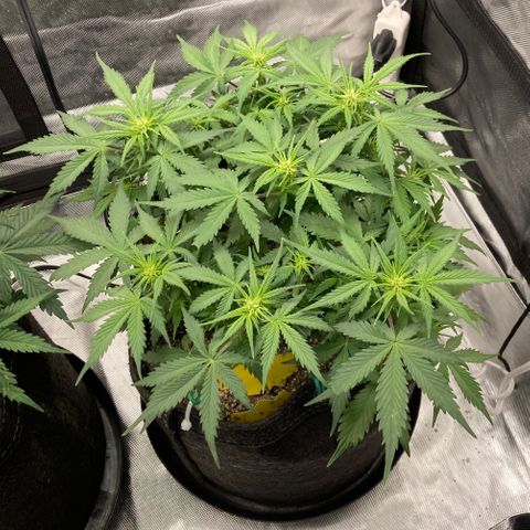 White Widow growlog timeline photo