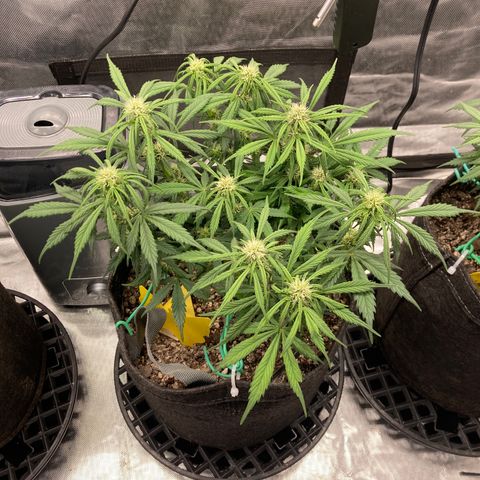 Purple Punch growlog photo: Fungus gnats set me back but recovered nicely