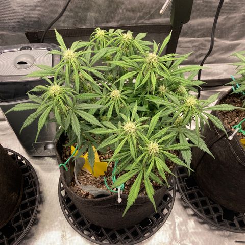Purple Punch growlog timeline photo