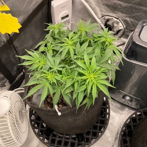 Purple Haze growlog timeline photo