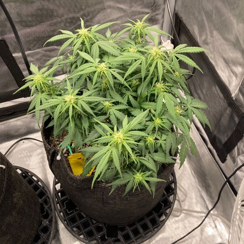 White Widow growlog timeline photo