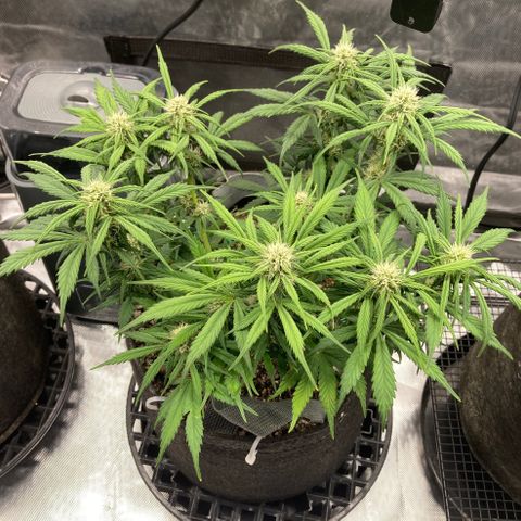 Purple Punch growlog timeline photo