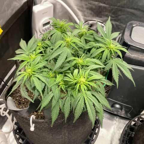 Purple Haze growlog timeline photo