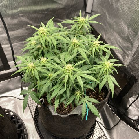 White Widow growlog timeline photo