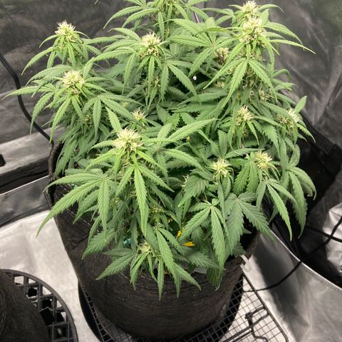 White Widow growlog timeline photo