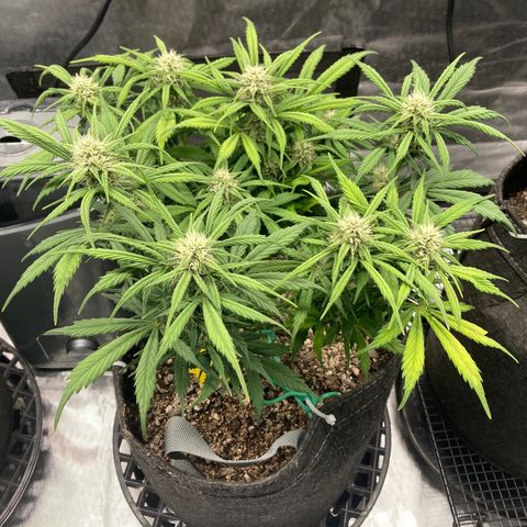 Purple Punch growlog timeline photo