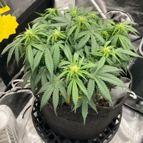 Purple Haze growlog timeline photo