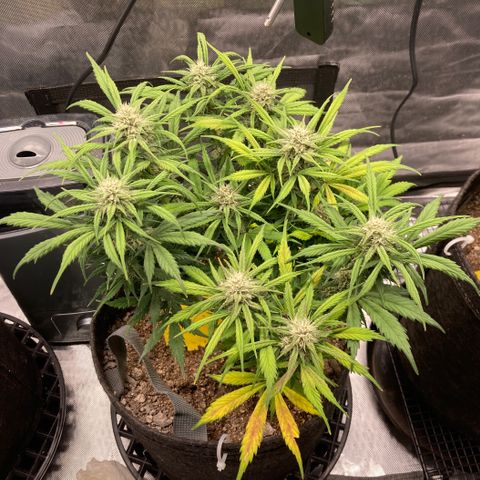Purple Punch growlog timeline photo