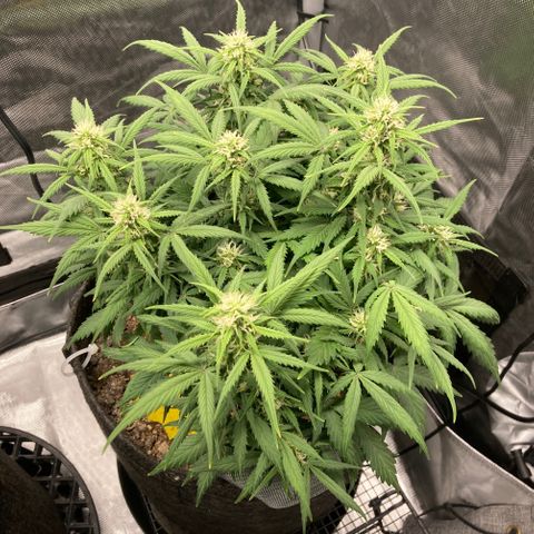 White Widow growlog timeline photo