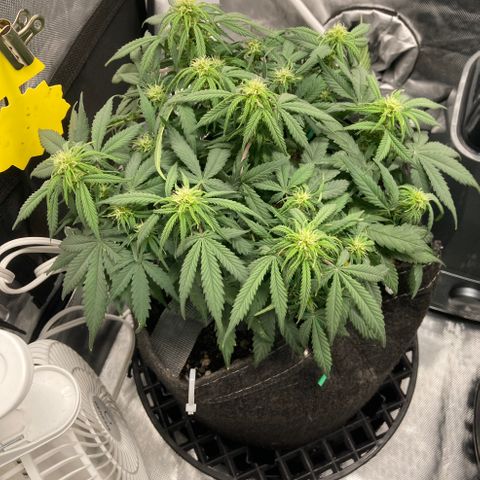 Purple Haze growlog timeline photo