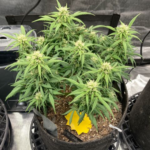 White Widow growlog timeline photo