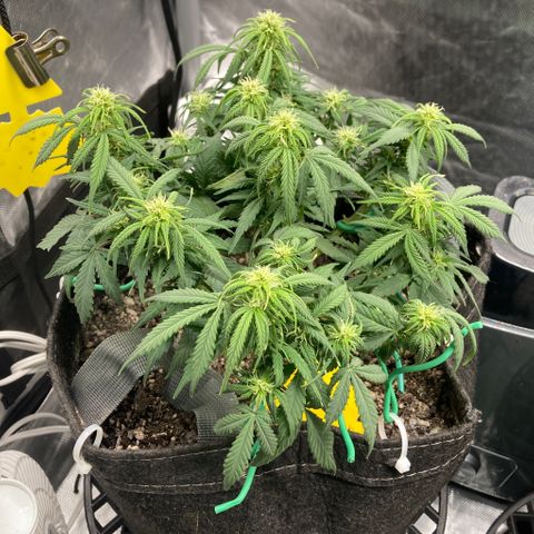 Purple Haze growlog timeline photo
