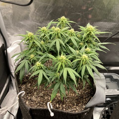 Purple Haze growlog timeline photo