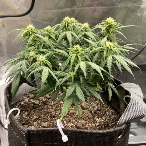 Purple Haze growlog timeline photo