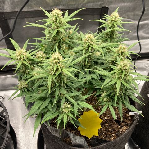 White Widow growlog timeline photo
