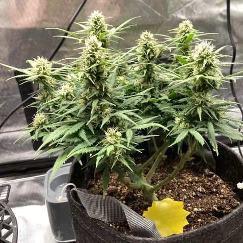 White Widow growlog timeline photo