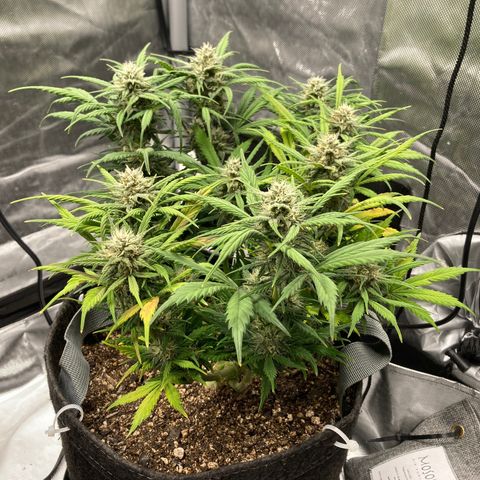 Purple Punch growlog timeline photo