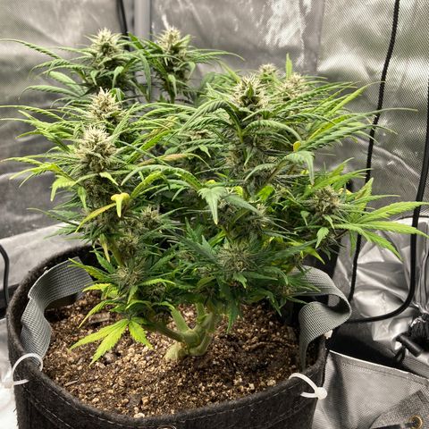 Purple Punch growlog timeline photo