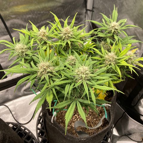 Purple Punch growlog timeline photo