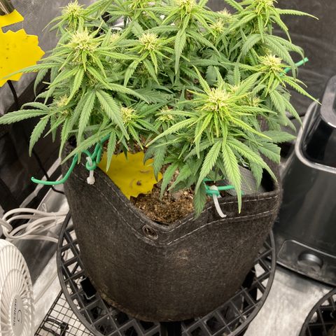 Purple Haze growlog timeline photo