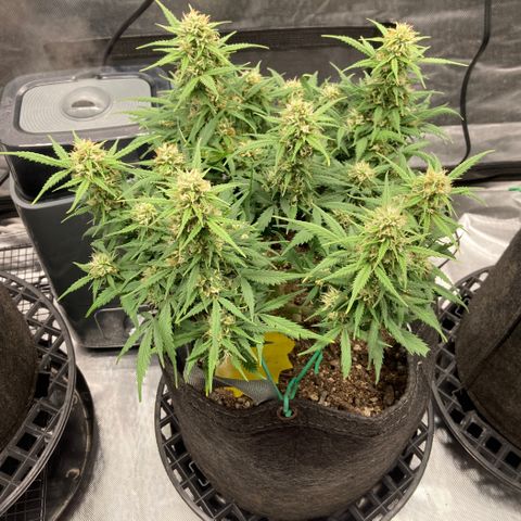 White Widow growlog timeline photo
