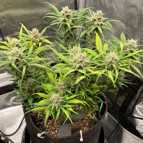 Purple Punch growlog timeline photo
