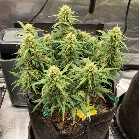 White Widow growlog timeline photo