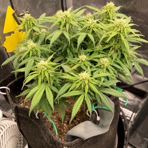 Purple Haze growlog timeline photo