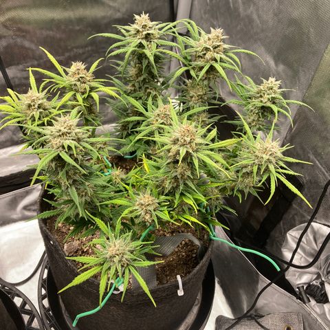 Purple Punch growlog timeline photo