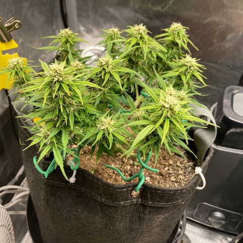 Purple Haze growlog timeline photo