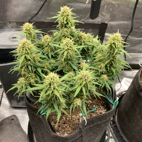 White Widow growlog timeline photo