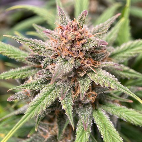 Purple Punch growlog timeline photo