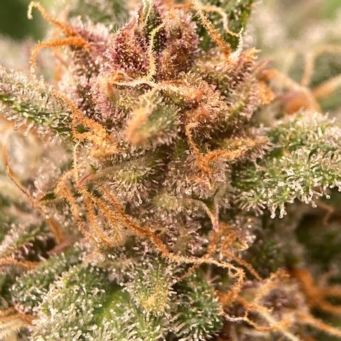 Purple Punch growlog timeline photo
