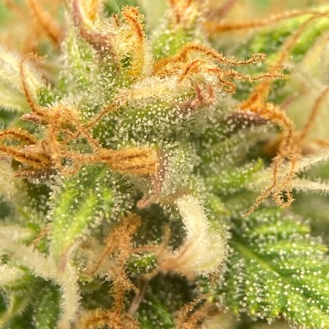White Widow growlog timeline photo