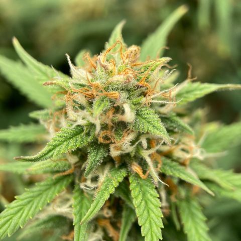 White Widow growlog timeline photo