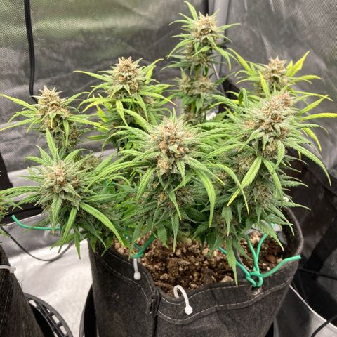Purple Punch growlog timeline photo