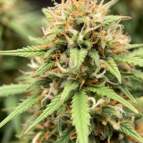 White Widow growlog timeline photo
